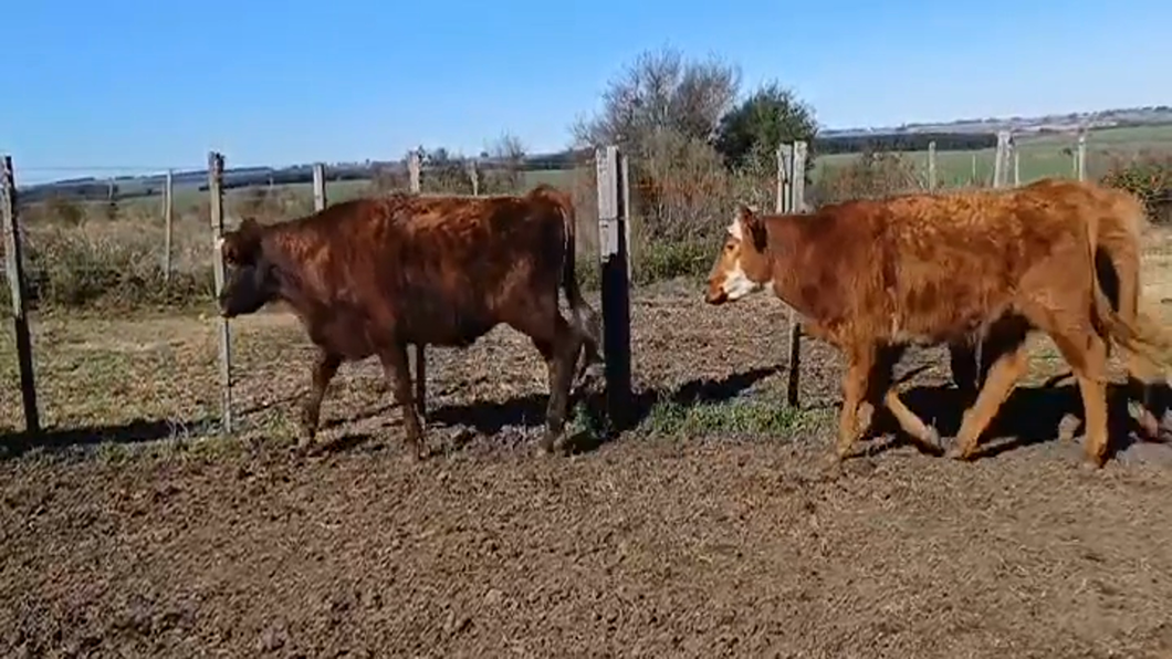 Lote (Vendido)7 Terneros CRUZAS LIMOUSIN a remate en #47 Pantalla Carmelo 210kg -  en PIEDRA CHATA