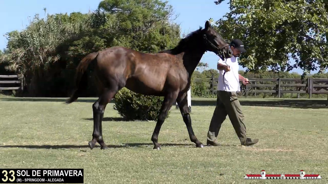 Lote SOL DE PRIMAVERA