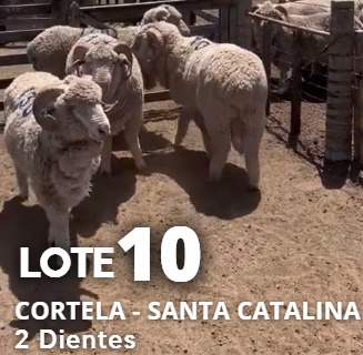 Lote Lote 10