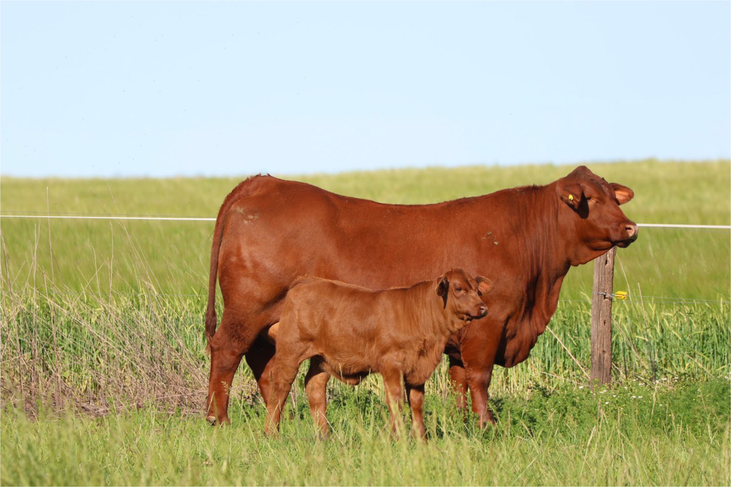 Lote PACK 5 EMBRIONES REINA X MAFIOSO