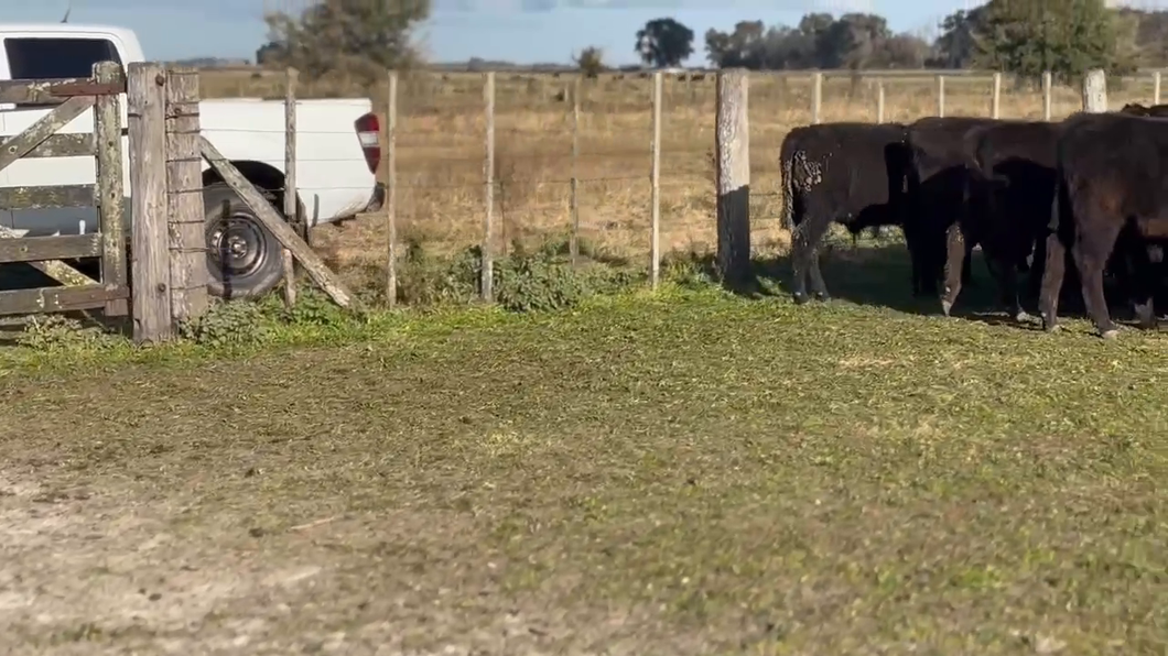 Lote 65 Terneros en Chascomús, Buenos Aires