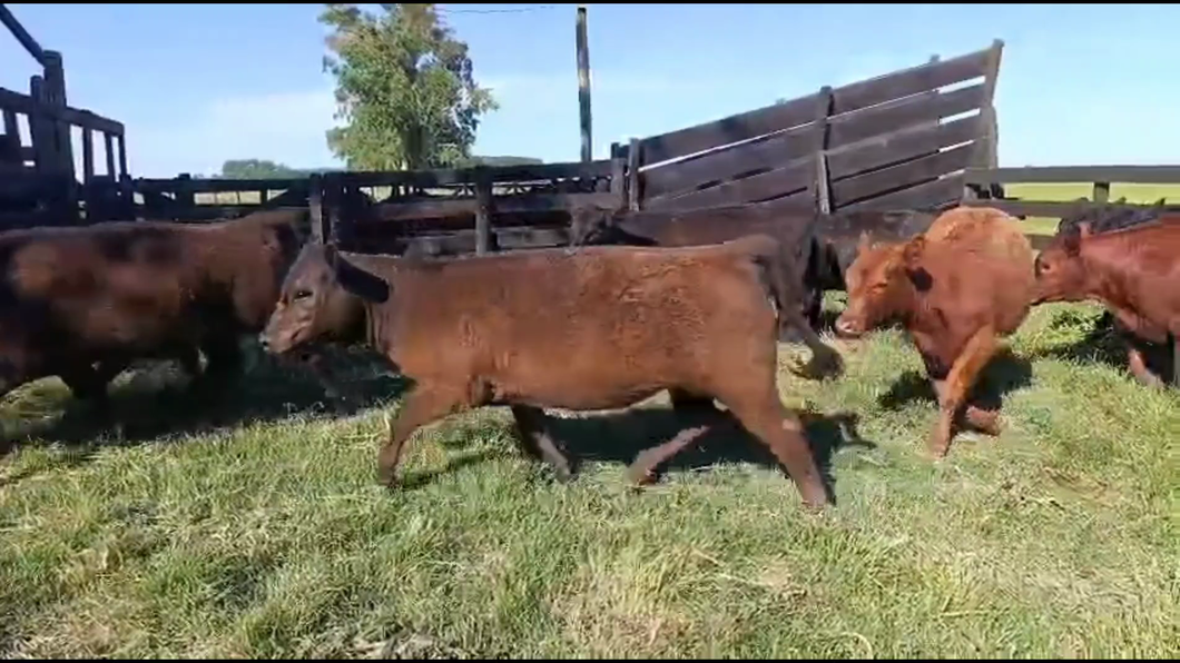 Lote 26 Terneras