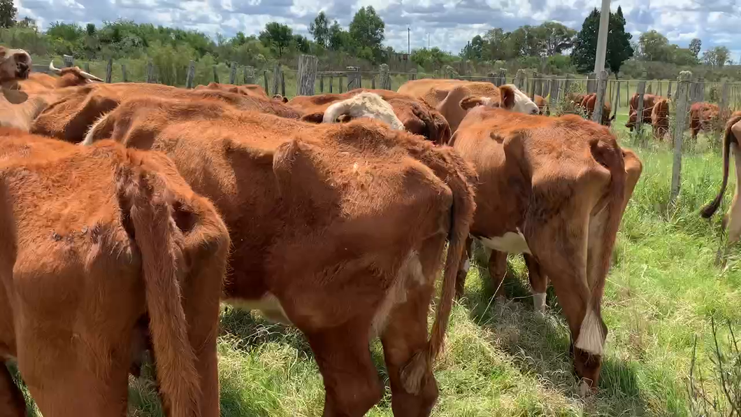 Lote 38 Piezas de cría en Tupambaé, Cerro Largo