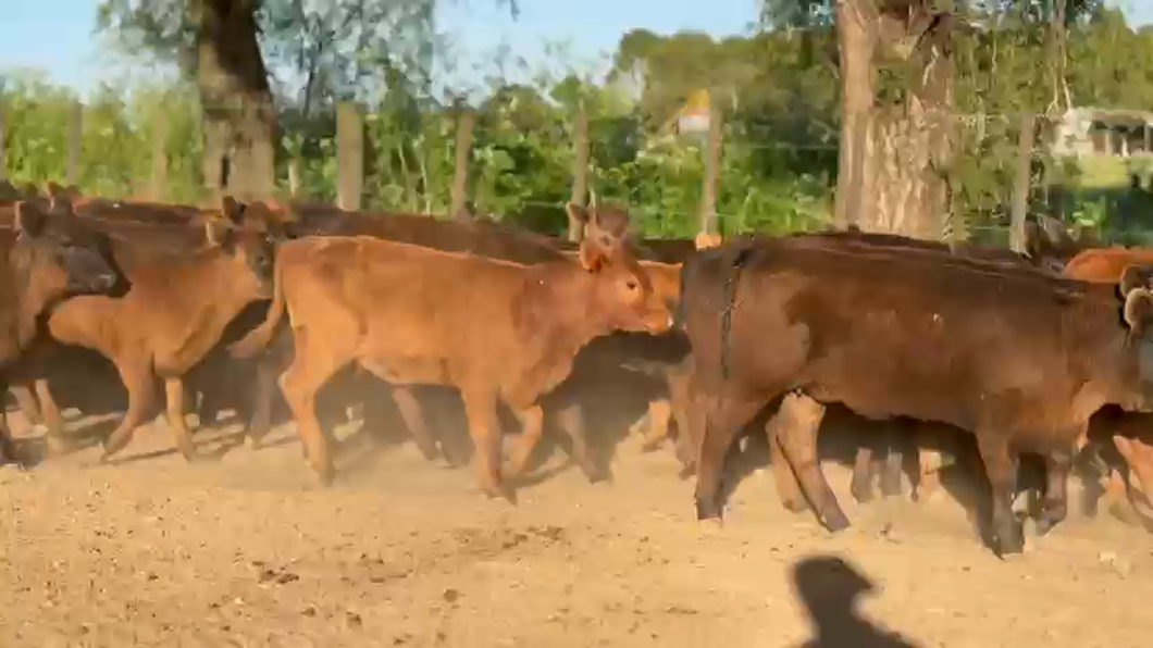 Lote 101 Terneras a término