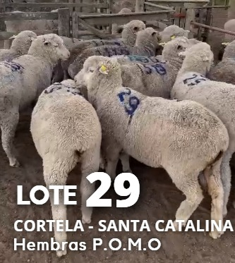 Lote Lote 29