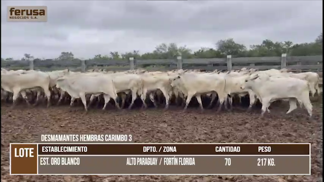 Lote lote 11