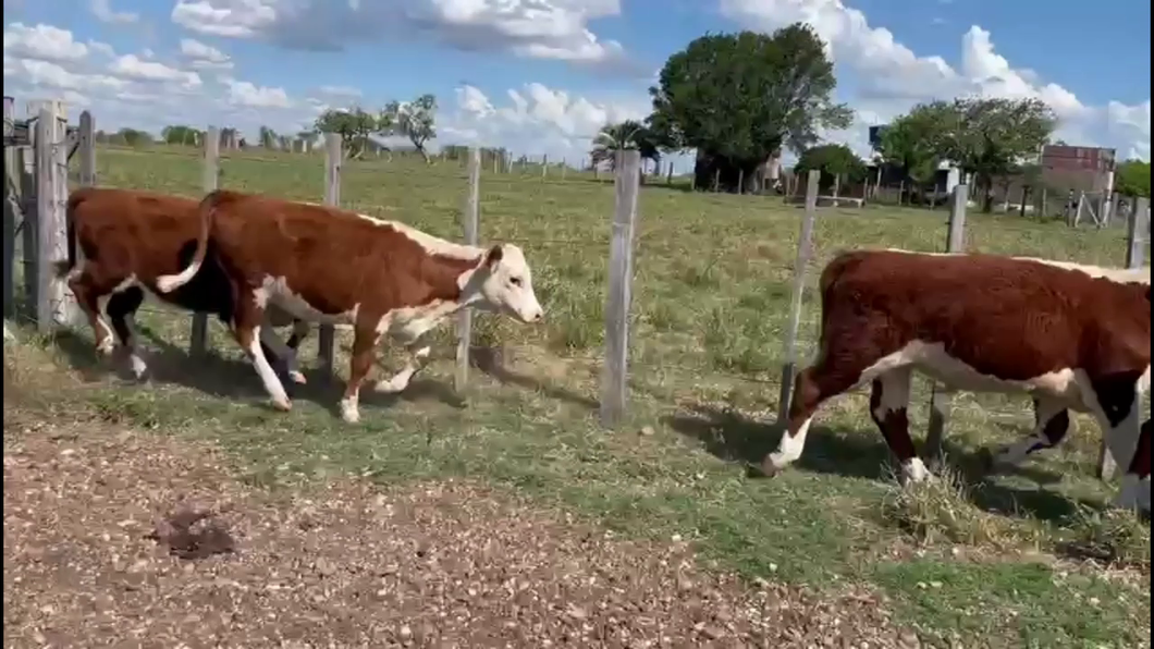Lote TERNEROS Y TERNERAS