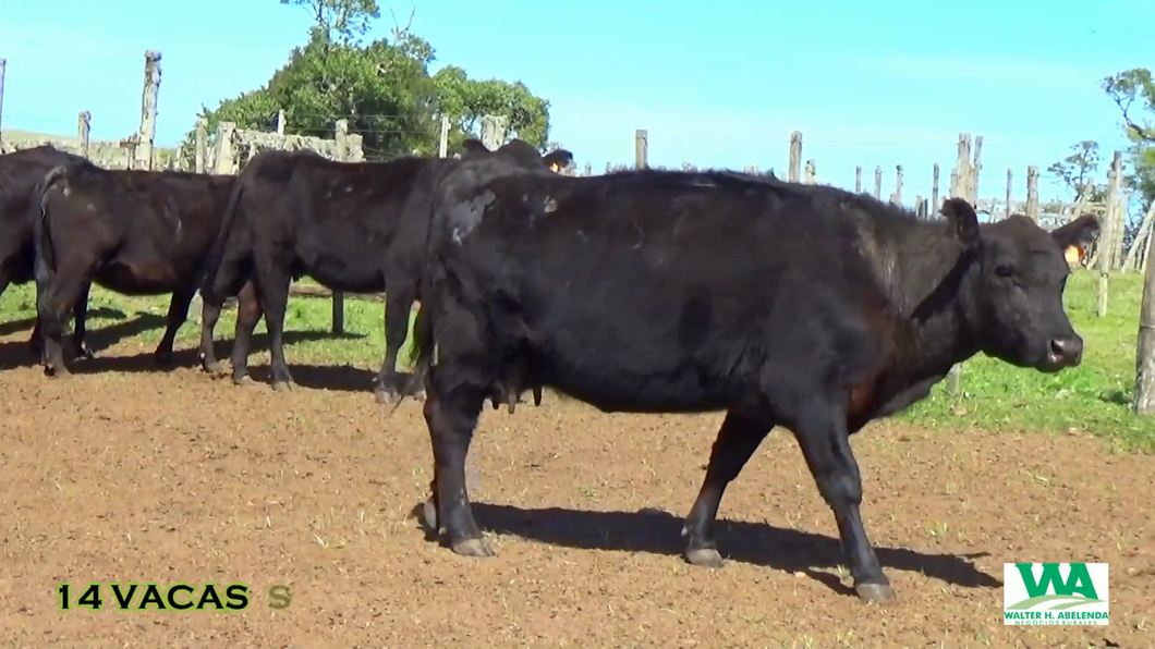 Lote 14 Vaquillonas Vacas Preñadas a remate en CABAÑA LA PODEROSA, Florida
