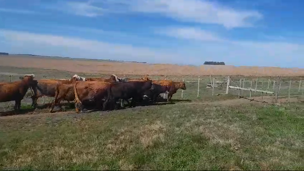 Lote 14 Vaquillonas Vacas Preñadas Angus y Hereford a remate en Pantalla Camy, San José