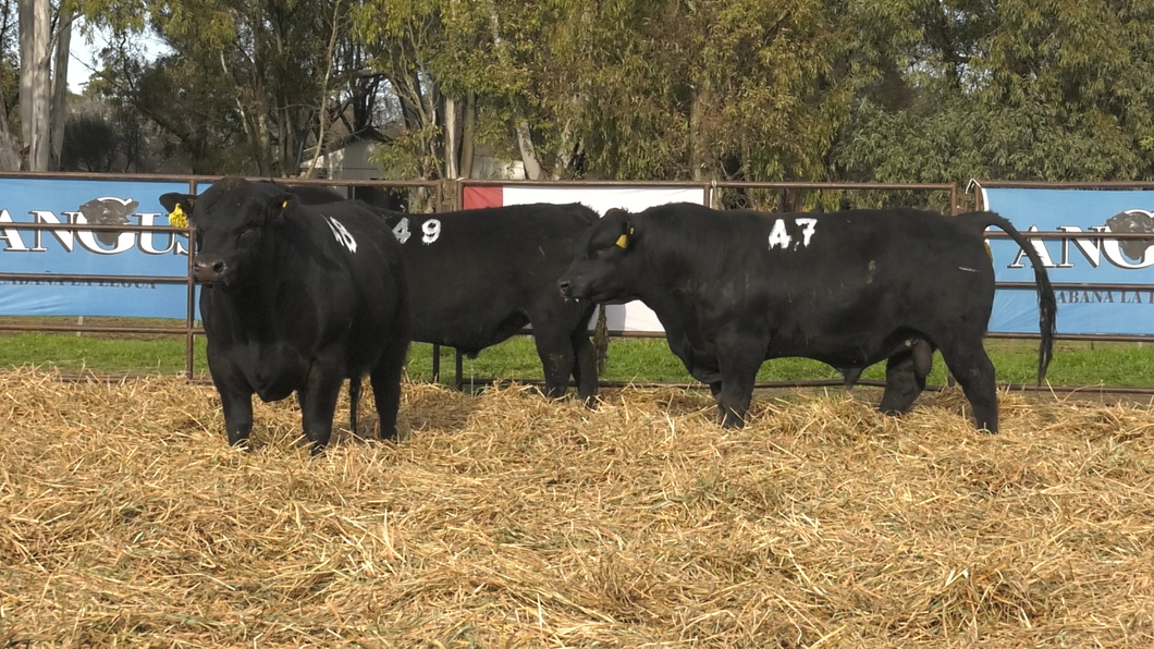 Lote TOROS ANGUS NEGROS PC