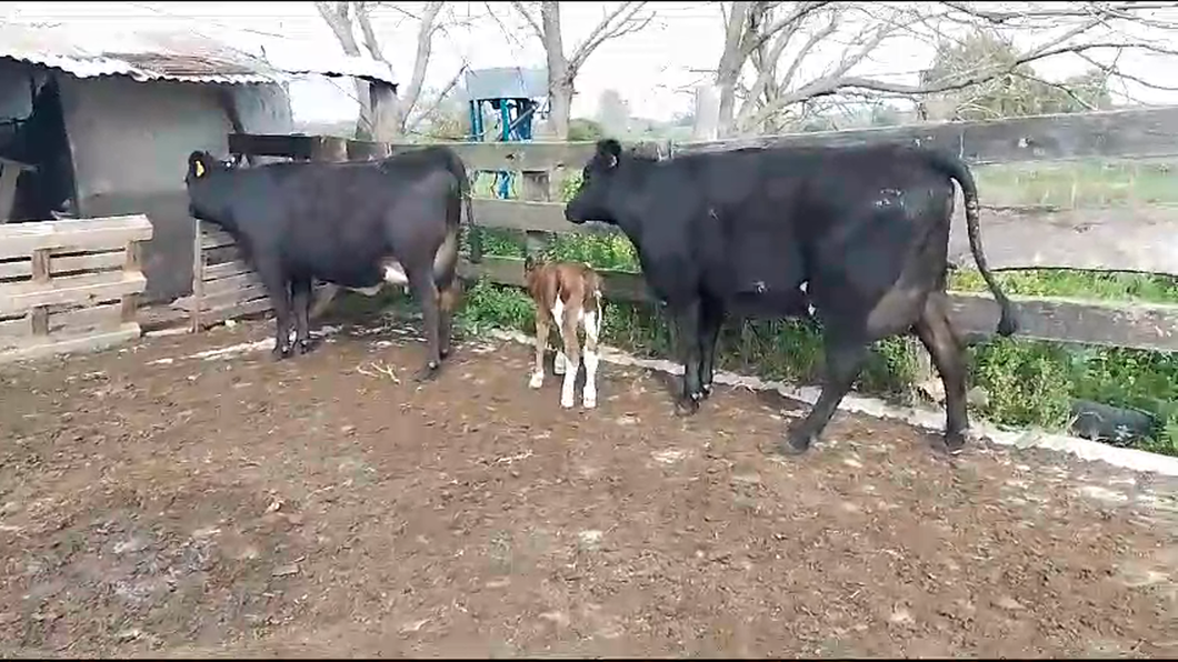 Lote 2 Vaquillonas  a remate en Aniversario 115 Años - Camy en Mundo Azul