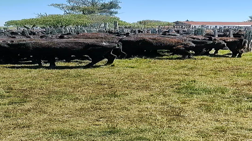 Lote 43 Terneros en Tupambaé, Cerro Largo