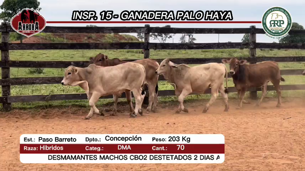 Lote 70 Desmamantes machos Hibridos a remate en Feria Aniversario Concepción - Arroba Remates S.A 203kg -  en Paso Barreto
