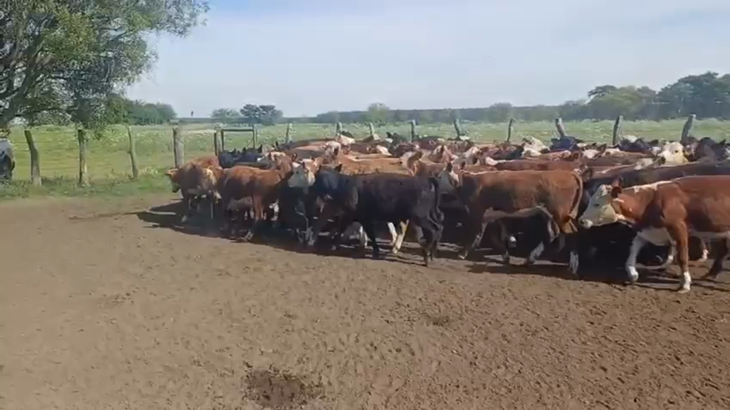 Lote 75 Terneros/as en Entre Ríos, Concordia