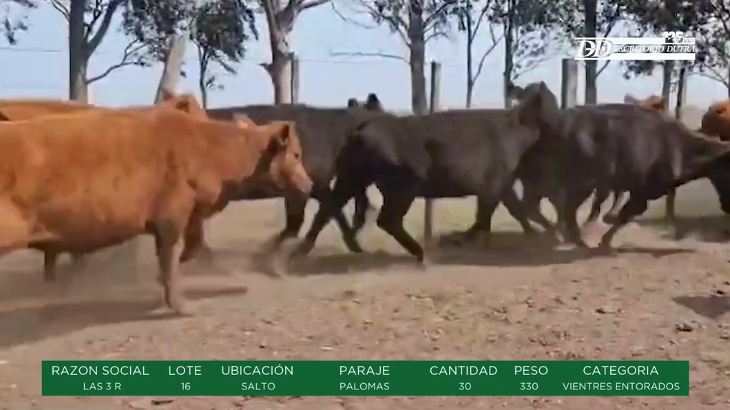 Lote VIENTRES ENTORADOS - LAS 3 R