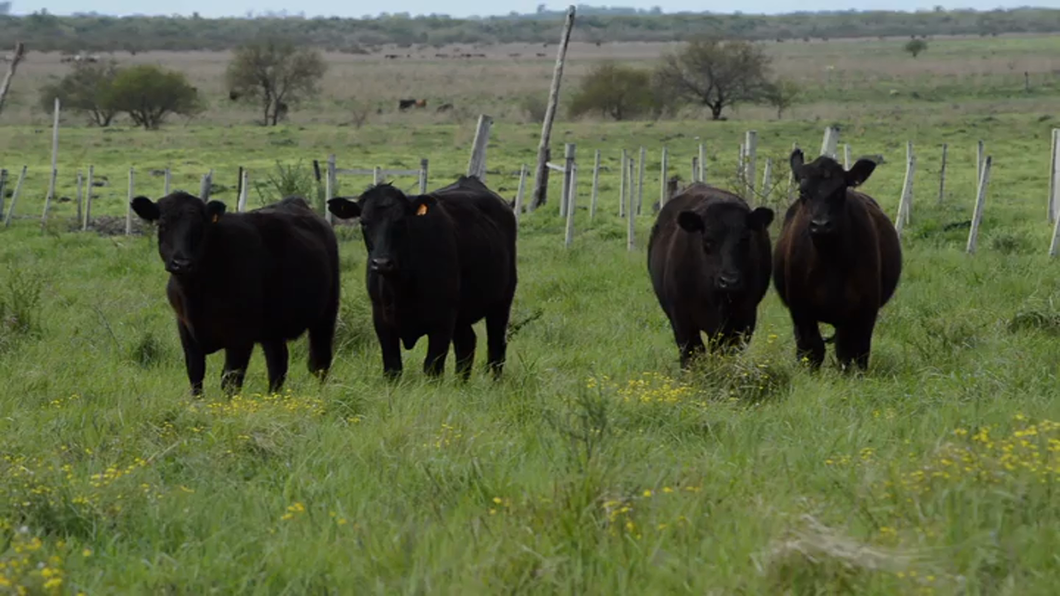 Lote VAQUILLONAS PREÑADAS