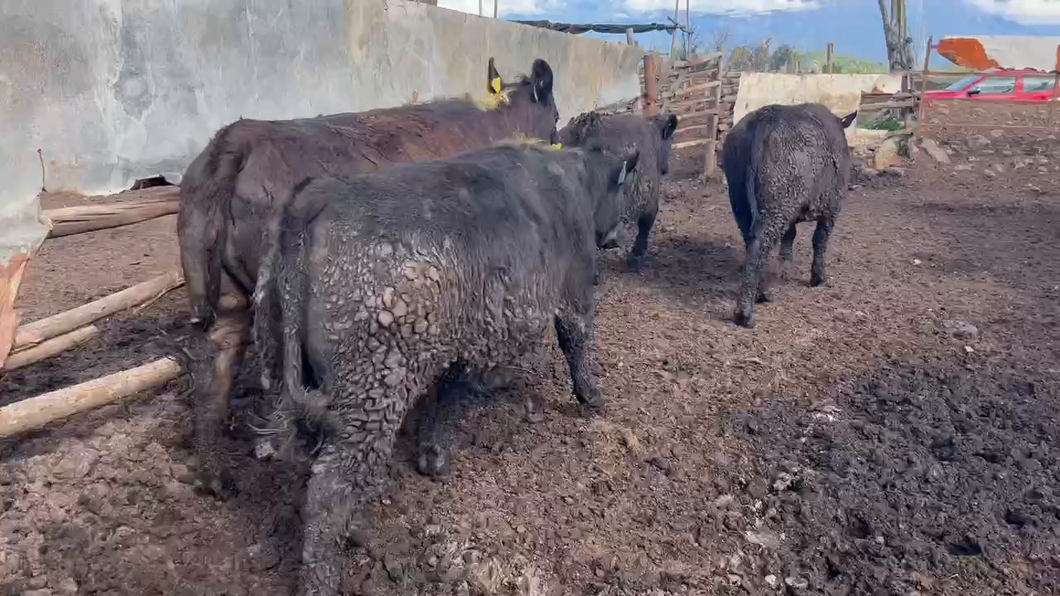 Lote 16 Vaquilla Gorda en Mostazal, VI Región O-Higgins