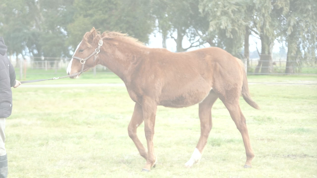 Lote ATREVIDA DEL MUNDO (DADDY LONG LEGS -  HIDDEN SMILE)