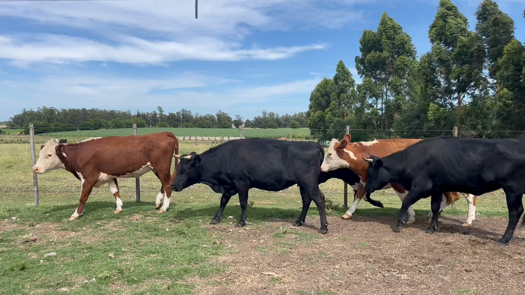 Lote VACAS ENTORADA