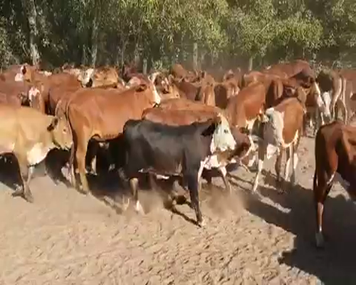 Lote 110 Terneros en Concepción, Corrientes