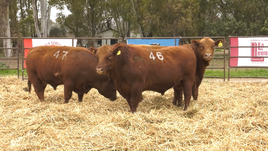 Lote TOROS ANGUS COLORADOS PC