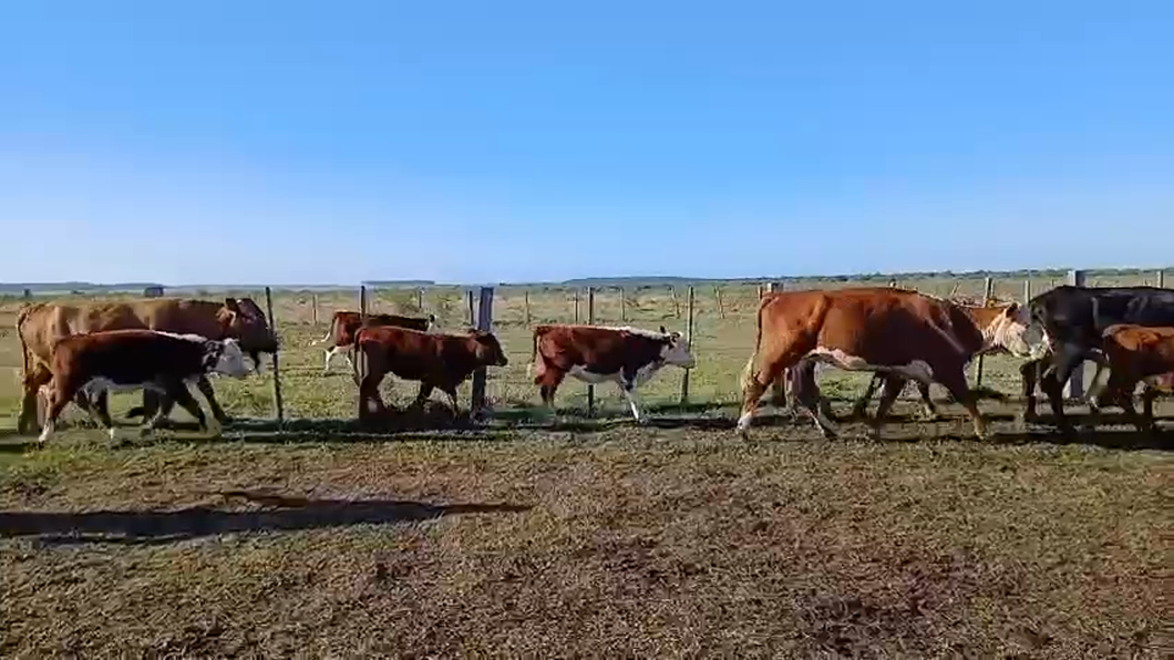 Lote 66 Vacas CUT
