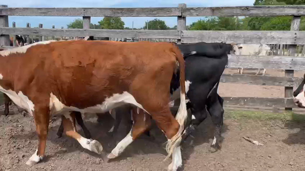 Lote 16 Piezas de cría Angus y Hereford a remate en Ultima Pantalla del Año - Escritorio Camy en Santa Lucia