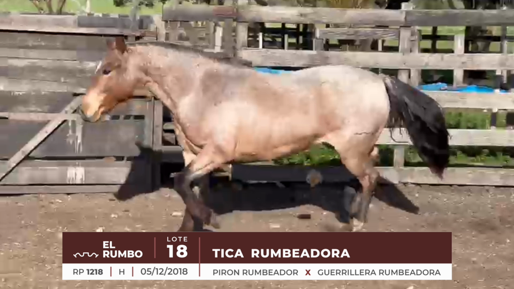 Lote TICA RUMBEADORA