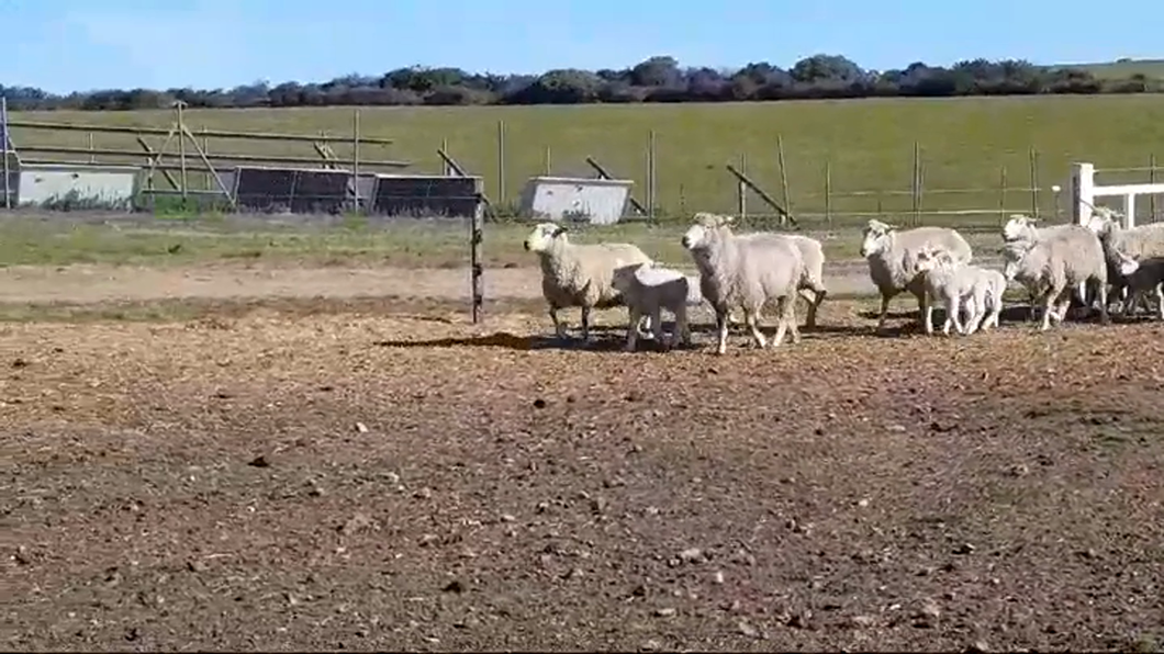 Lote 16 Ovejas piezas de cría HIGHLANDER a remate en #48 Pantalla Carmelo en BARKER