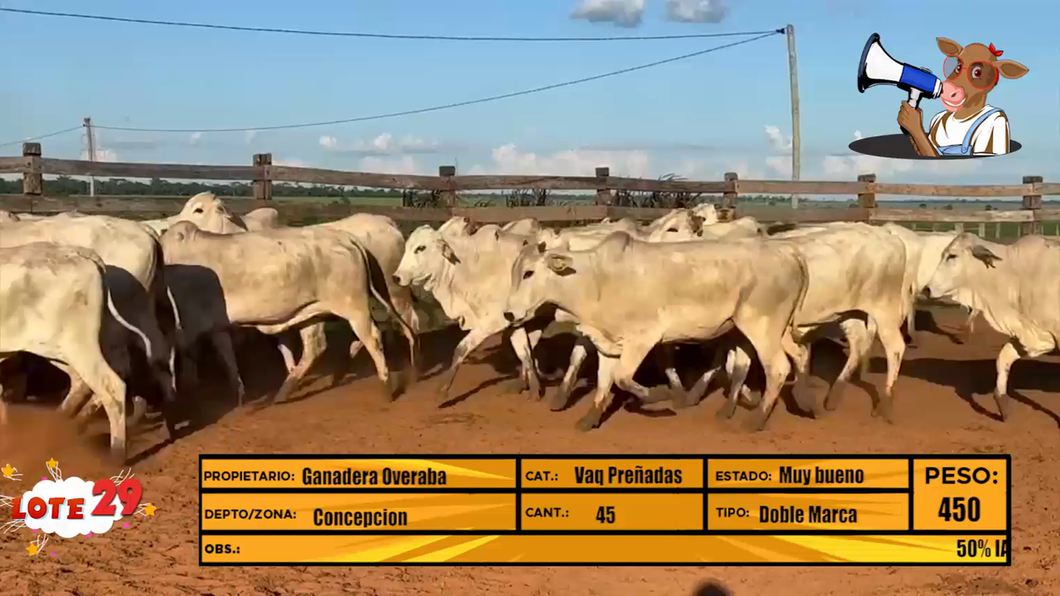 Lote LOTE 29