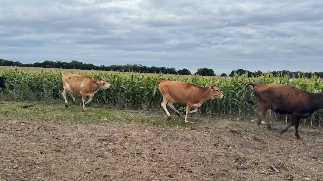 Lote VAQUILLONAS 1 a 2 AÑOS