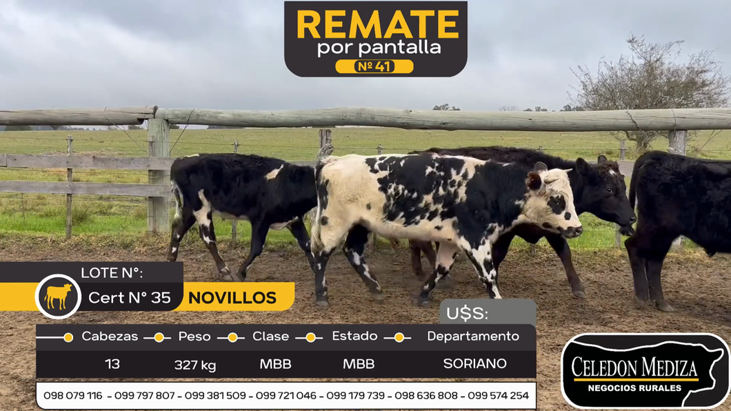 Lote 13 Novillos en Soriano