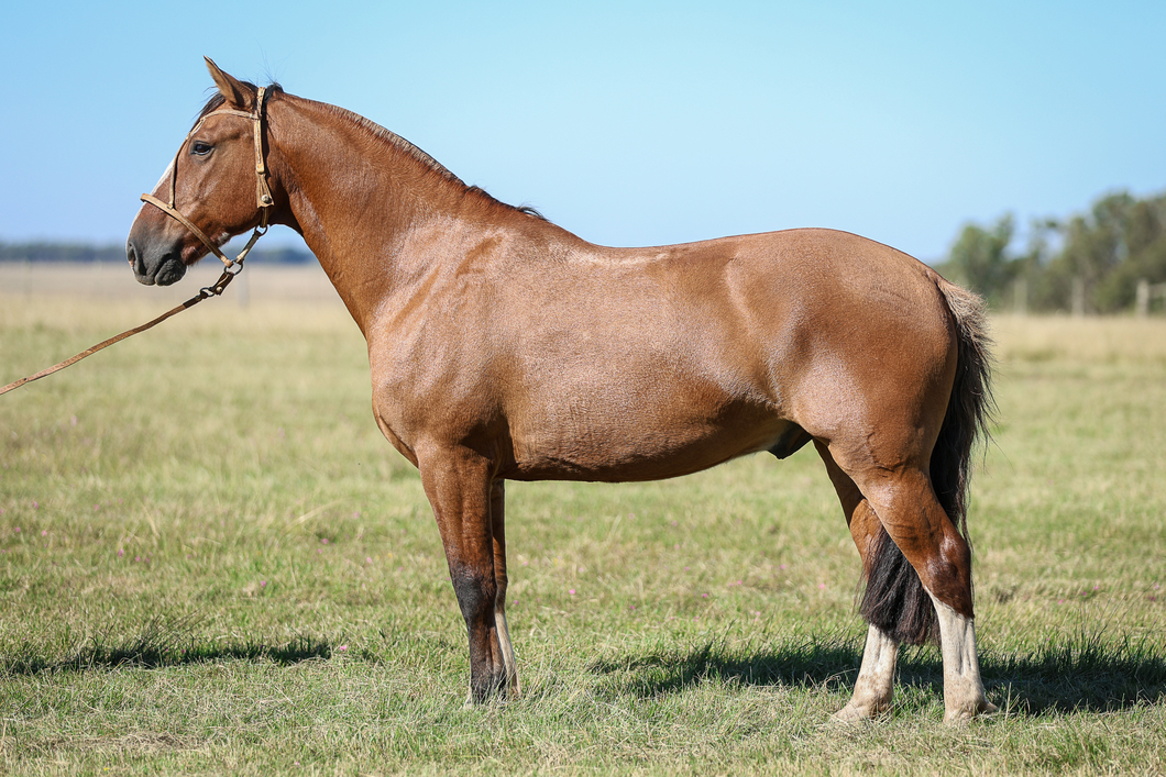 Lote Gitano Del Cerro