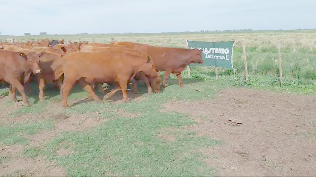 Lote 42 Novillitos en Huanguelen