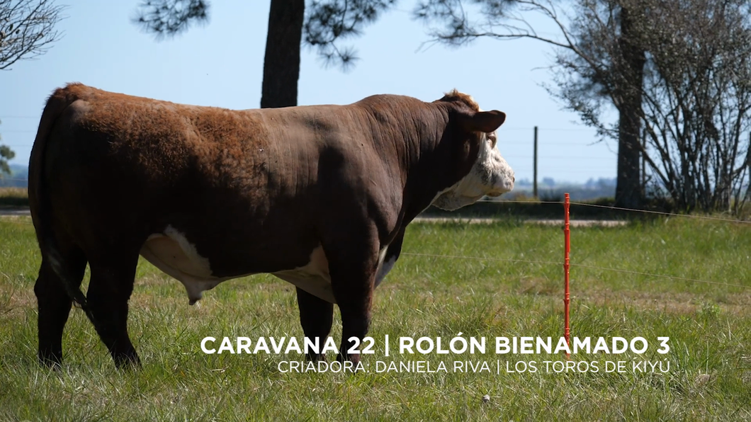 Lote ROLÓN BIENAMADO 3