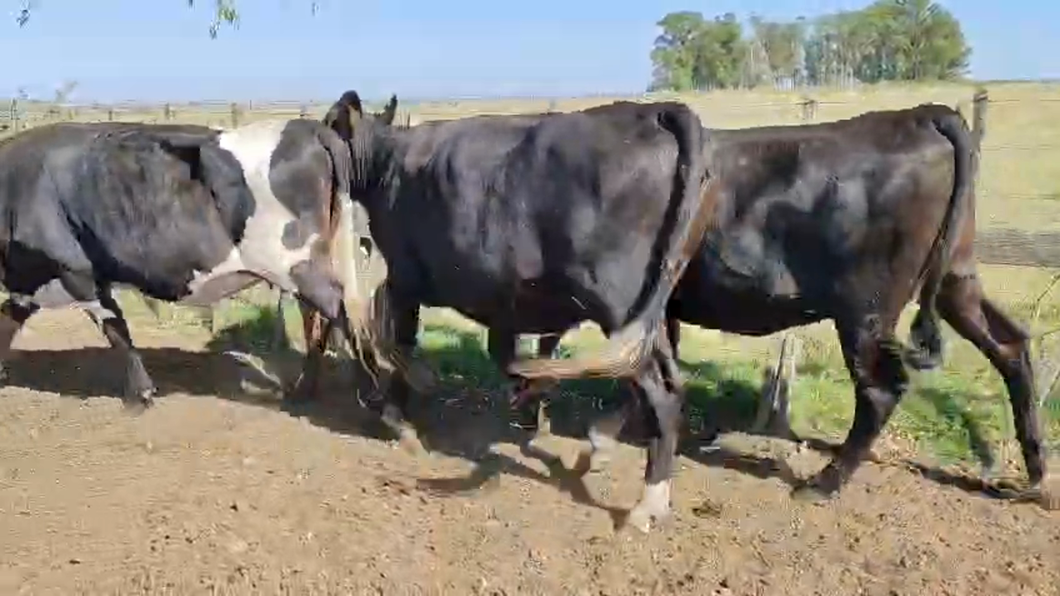 Lote 3 Vaquillonas , San José