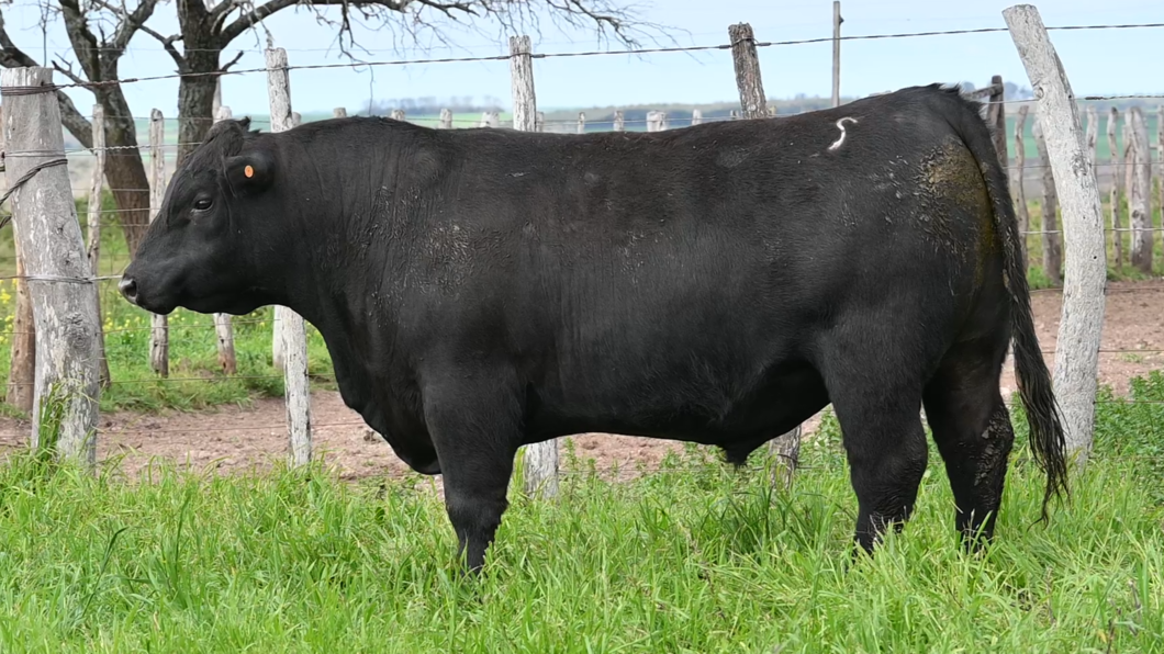 Lote 3 Toros BLACK ANGUS a remate en Los Novilleros, Montevideo