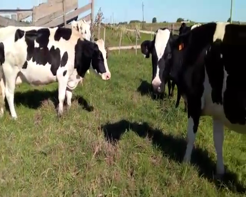 Lote (Vendido)6 Vacas de Invernada HOLANDO a remate en Pantalla Camy - Febrero 2022 470kg - , San José