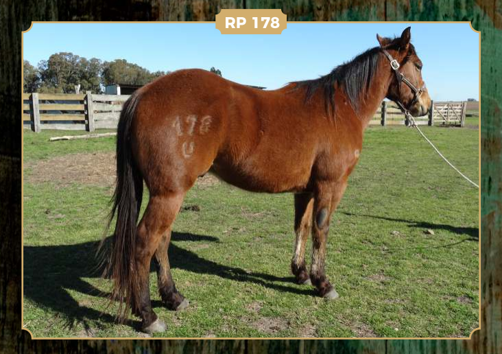 Lote DOÑA ADELA 178
