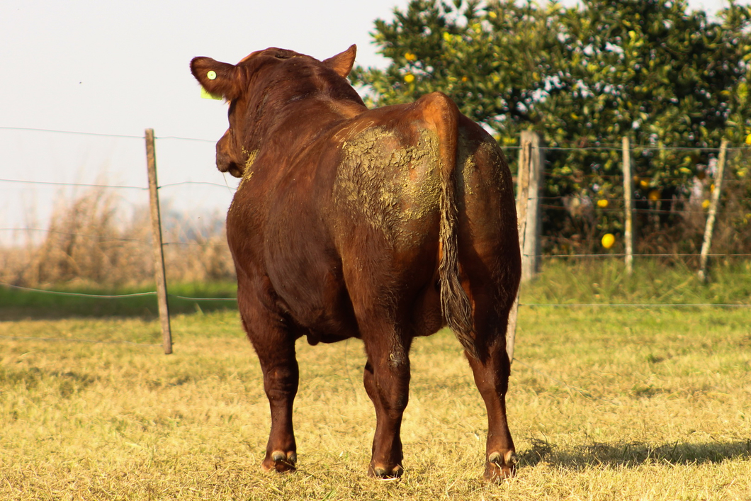 Lote CABAÑA COEMBOTÁ: RP 242