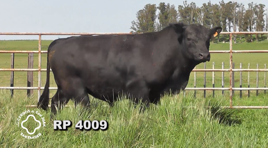 Lote 2 Toros Aberdeen Angus a remate en Los Cerros de San Juan - Santander, Artigas