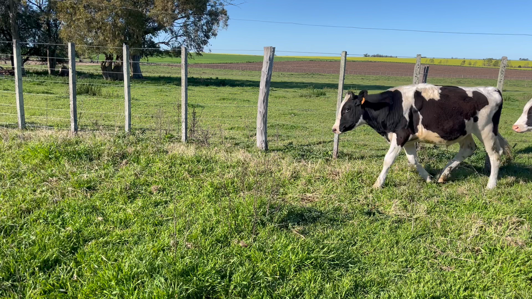 Lote NOVILLOS 1a2 AÑOS