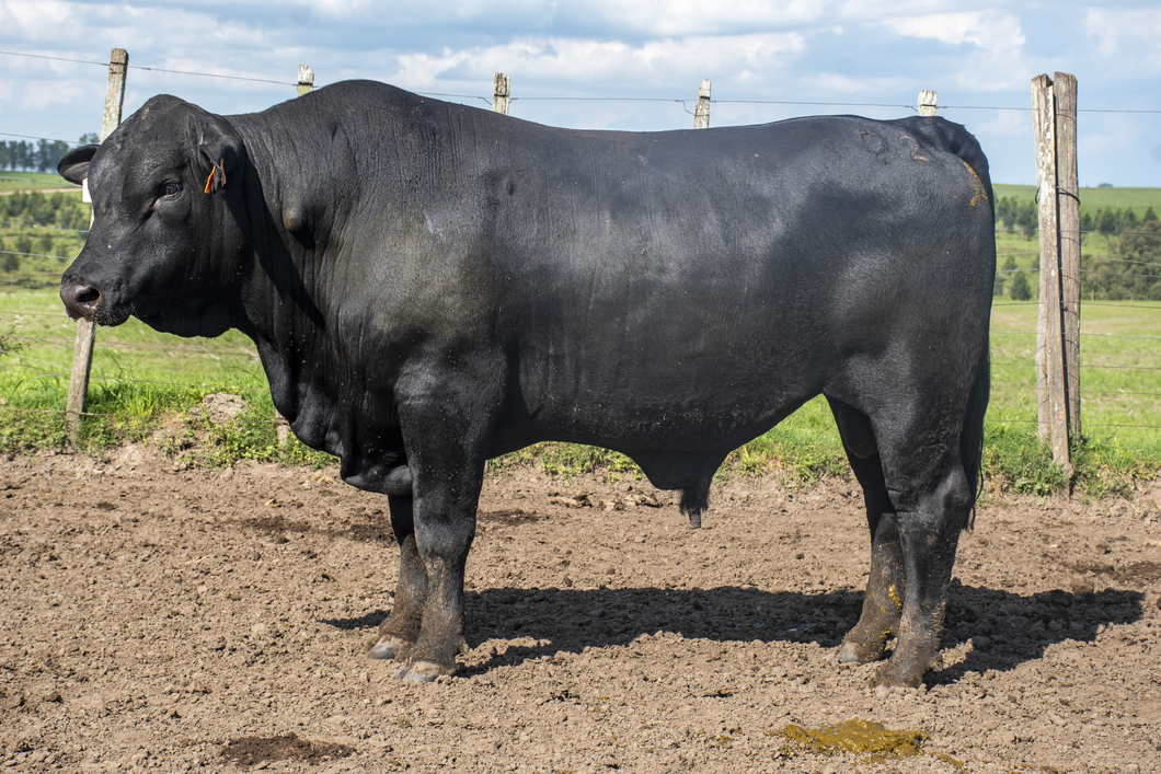 Lote Toros a remate en Nacional Brangus, Tacuarembó