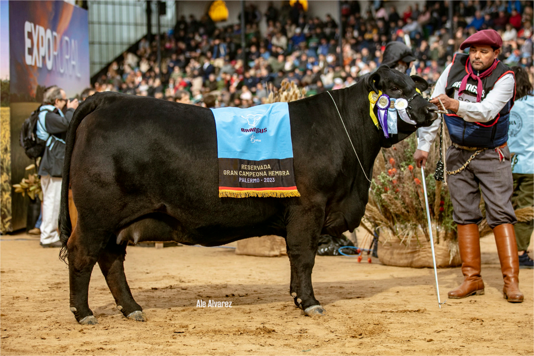 Lote PACK 5 EMBRIONES TRIGUEÑA X BALDOMERO