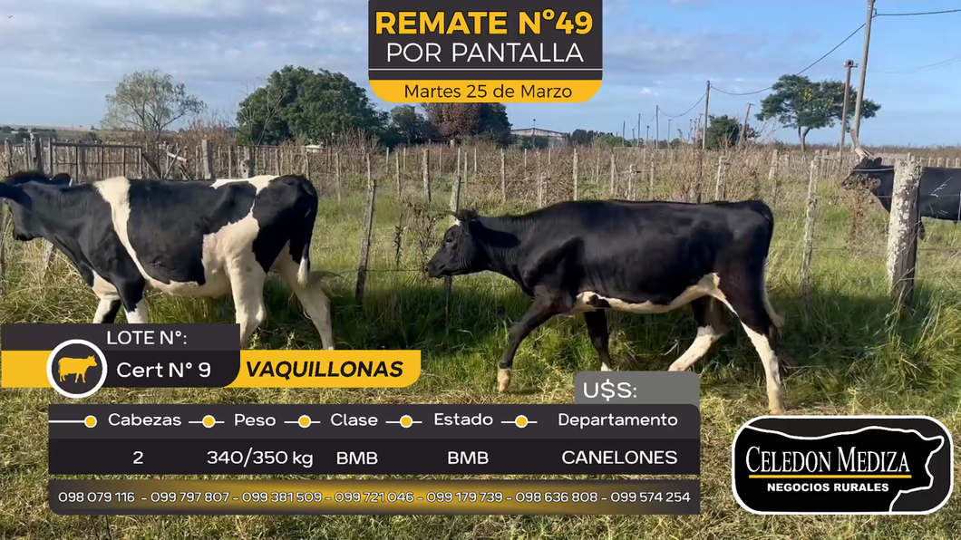 Lote 2 Vaquillonas  en Juanicó, Canelones