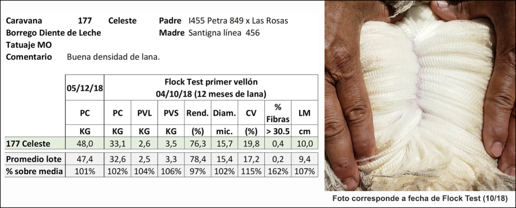 Lote Caravana 177