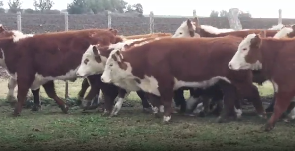 Lote 40 Novillos en Soriano
