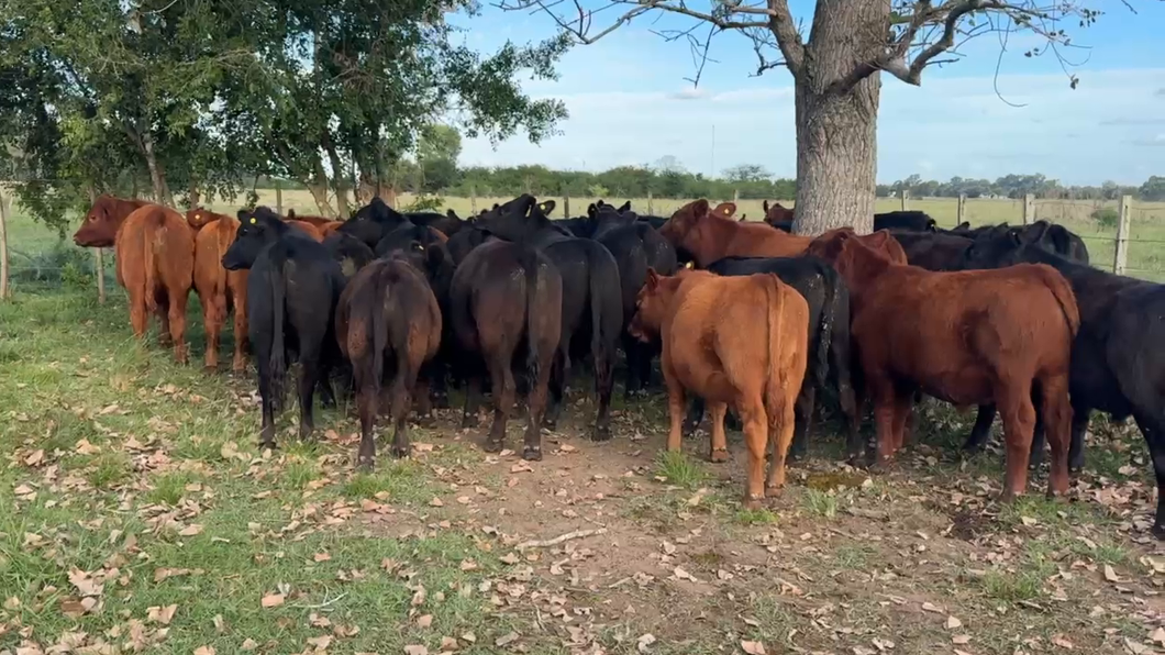 Lote 30 Terneros/as