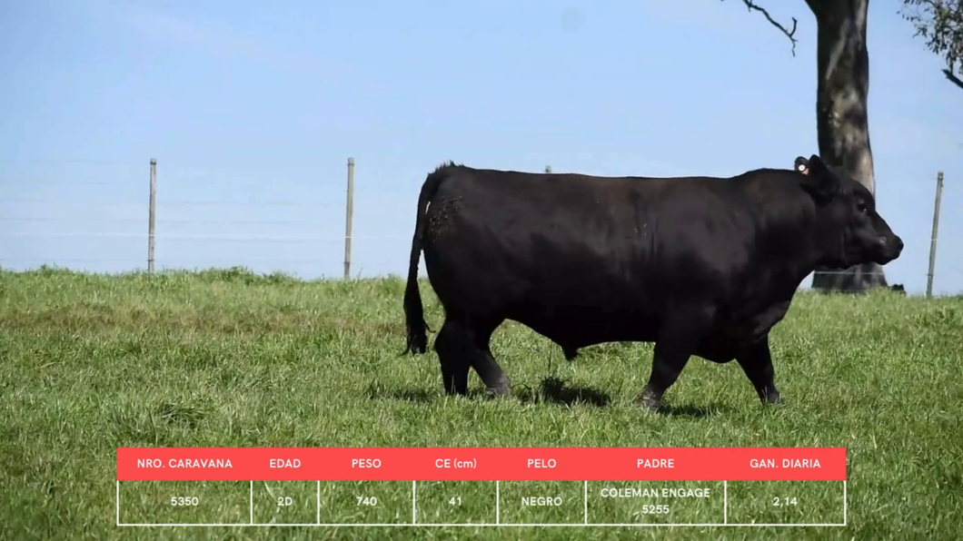 Lote Toros a remate en La Concepcion y El Carobal, Cerro Largo