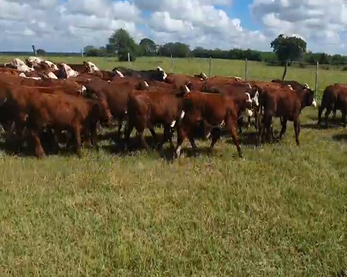 Lote 80 Terneros en Perugorría, Corrientes